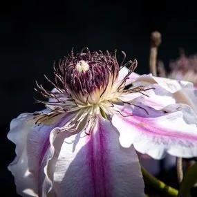 Nelly Moser Clematis (Clematis Nelly Moser) Img 2
